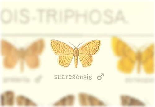 Eois suarezensis