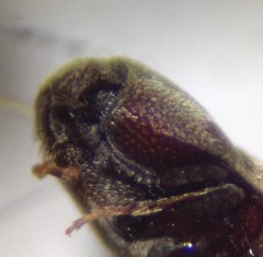 Trixagus mendax