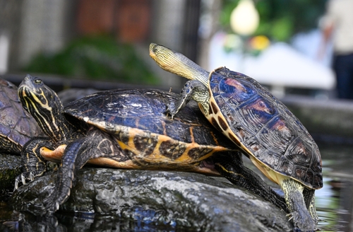 Common thread turtle