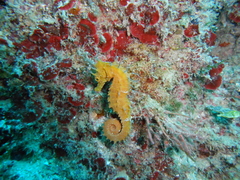 Hippocampus guttulatus