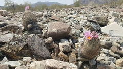 Escobaria alversonii