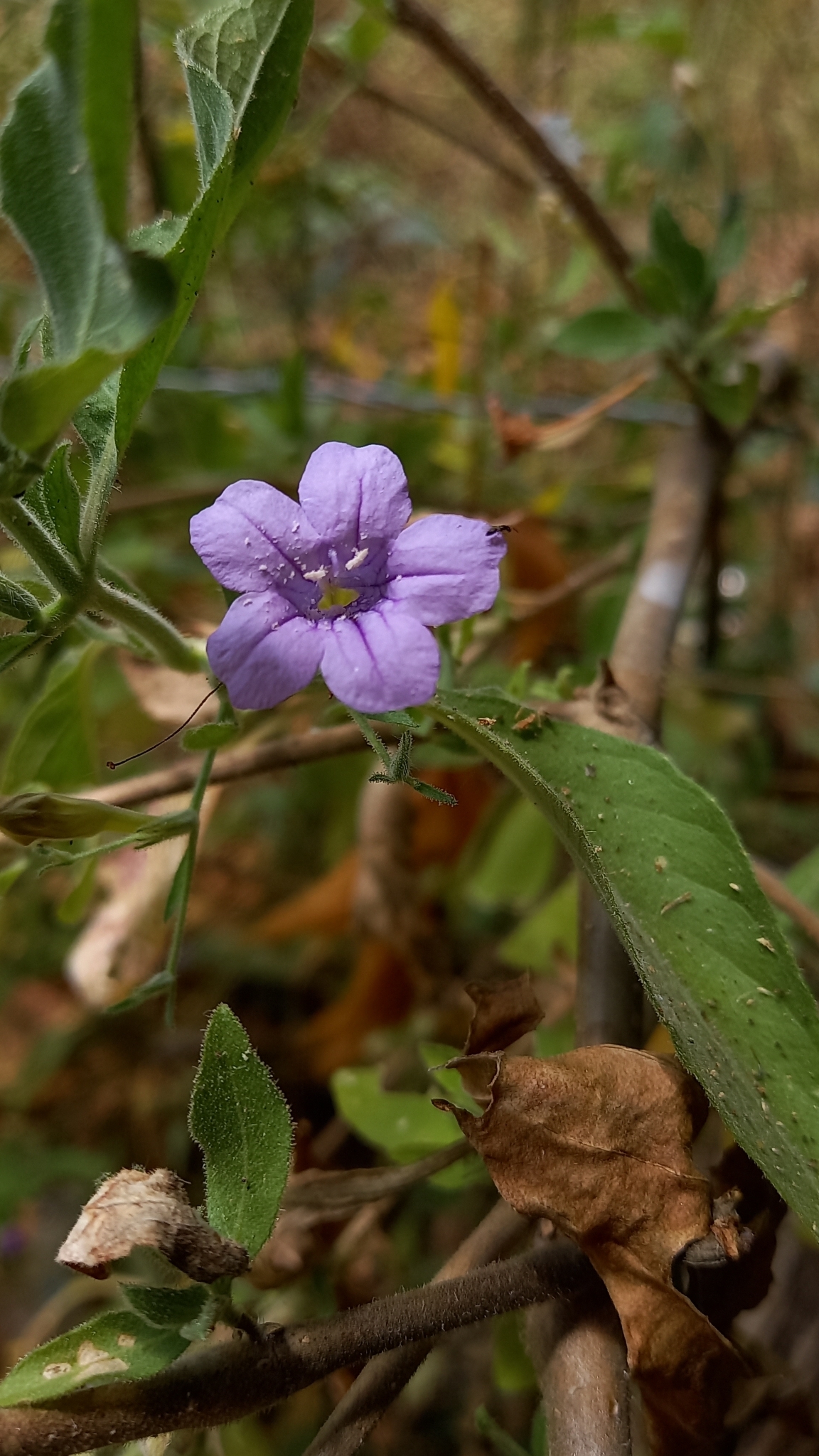 Ruellia paniculata