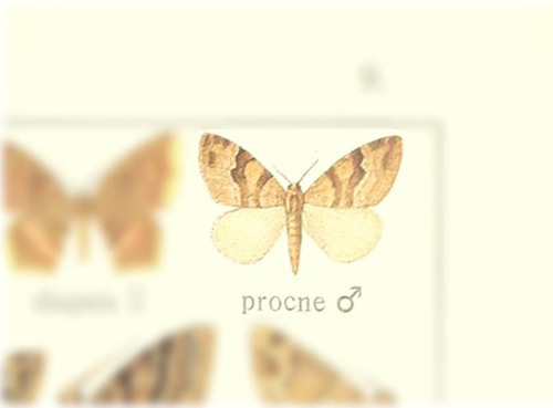 Xanthorhoe procne · iNaturalist