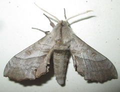 Polyptychoides grayii