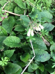 Symphytum grandiflorum