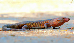 Matobosaurus validus