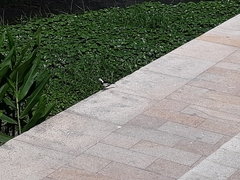 Motacilla alba leucopsis