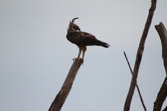 Nisaetus cirrhatus ceylanensis