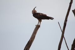 Nisaetus cirrhatus ceylanensis