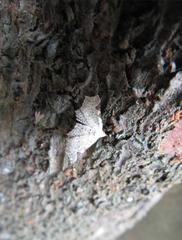 Prolophota trigonifera