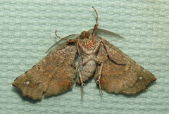 Parepisparis excusata