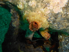 Thylacodes arenarius