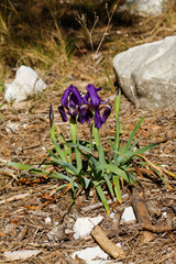Iris lutescens
