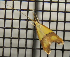 Crocanthes prasinopis