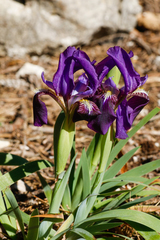 Iris lutescens