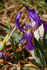Iris lutescens