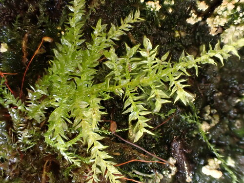 Oxyrrhynchium speciosum, 2023-10-21