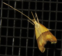 Crocanthes prasinopis