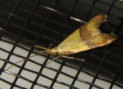 Crocanthes prasinopis