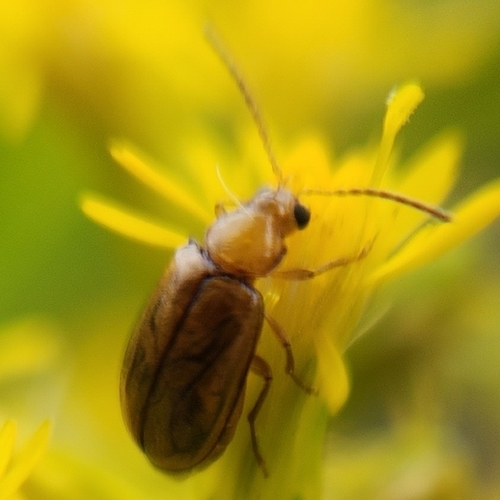 Metrioidea convexa