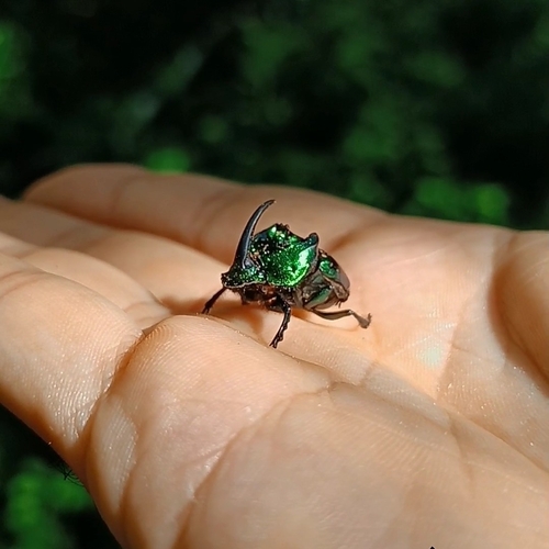 Phanaeus psuedofurcosus · iNaturalist Canada