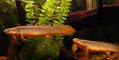 Gray Bichir photo 3