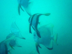 Platax boersii