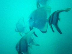 Platax boersii