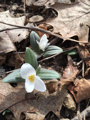 Trillium nivale