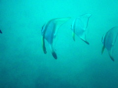 Platax boersii