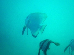 Platax boersii
