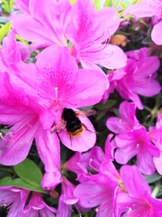 Bombus eximius