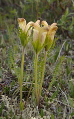 Pedicularis capitata