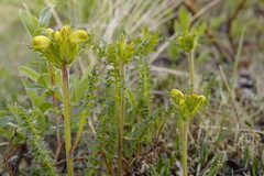 Pedicularis capitata