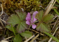 Rubus arcticus acaulis