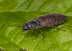 Agriotes quebecensis