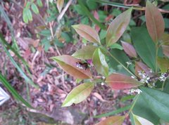 Elasmostethus nubilus