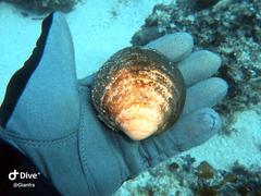 Glycymeris glycymeris