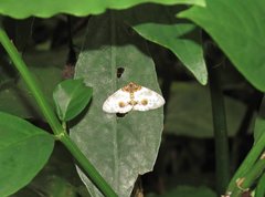 Abraxas amicula-illuminata