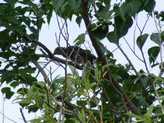 Hypsipetes amaurotis