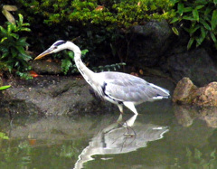 Ardea cinerea