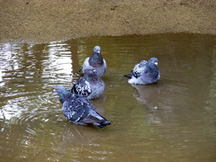 Columba livia domestica