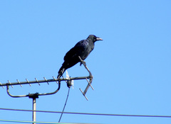 Corvus macrorhynchos