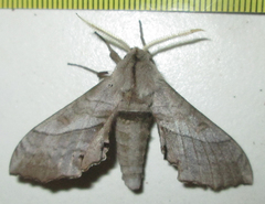 Polyptychoides grayii