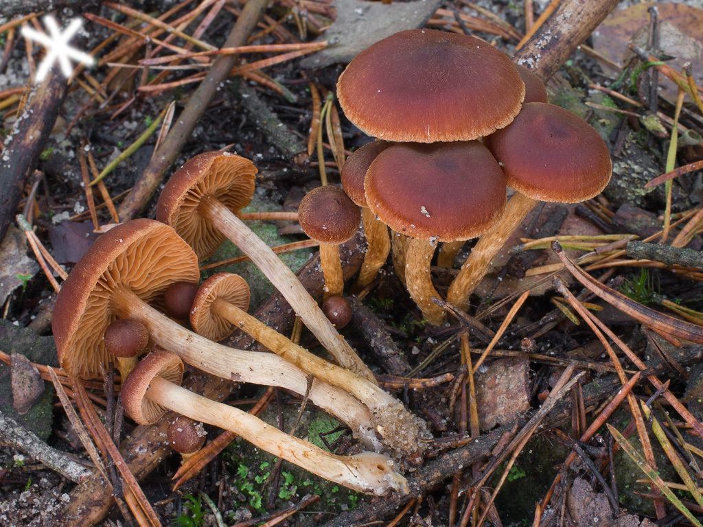 Cortinarius bayeri