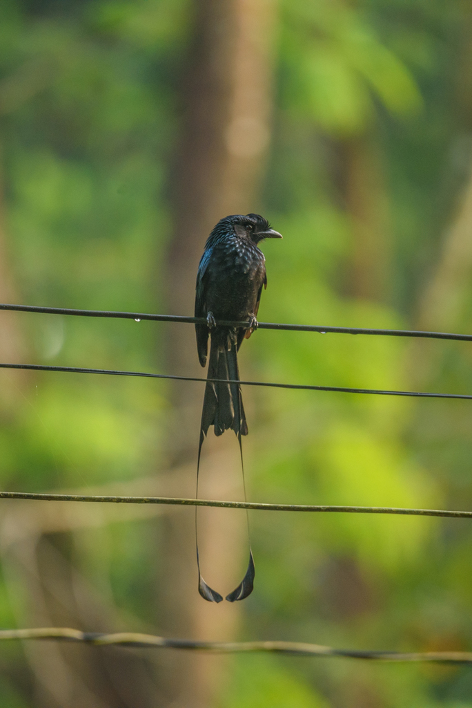 Greater Racket-tailed Drongo photo