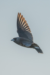 Ashy Woodswallow photo 6