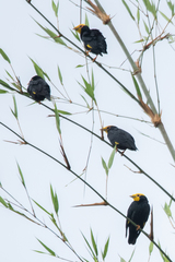 Ampeliceps coronatus