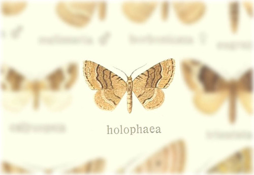 Xanthorhoe holophaea