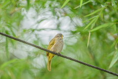 Pycnonotus finlaysoni